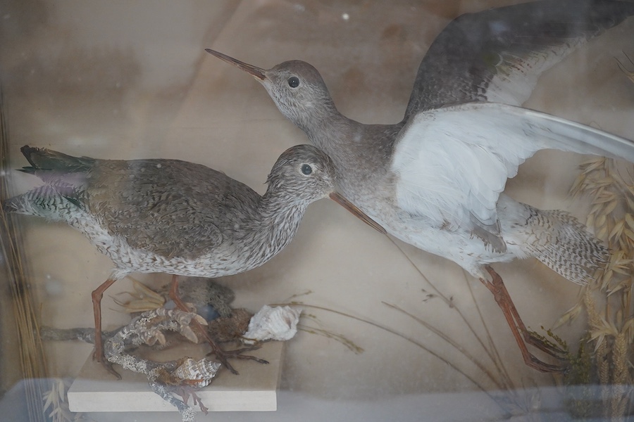 A 19th century cased taxidermy group of four Redshanks, 46x45cm. Condition - interior good, case worn